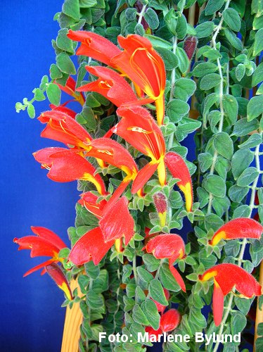 Columnea Gloriosa